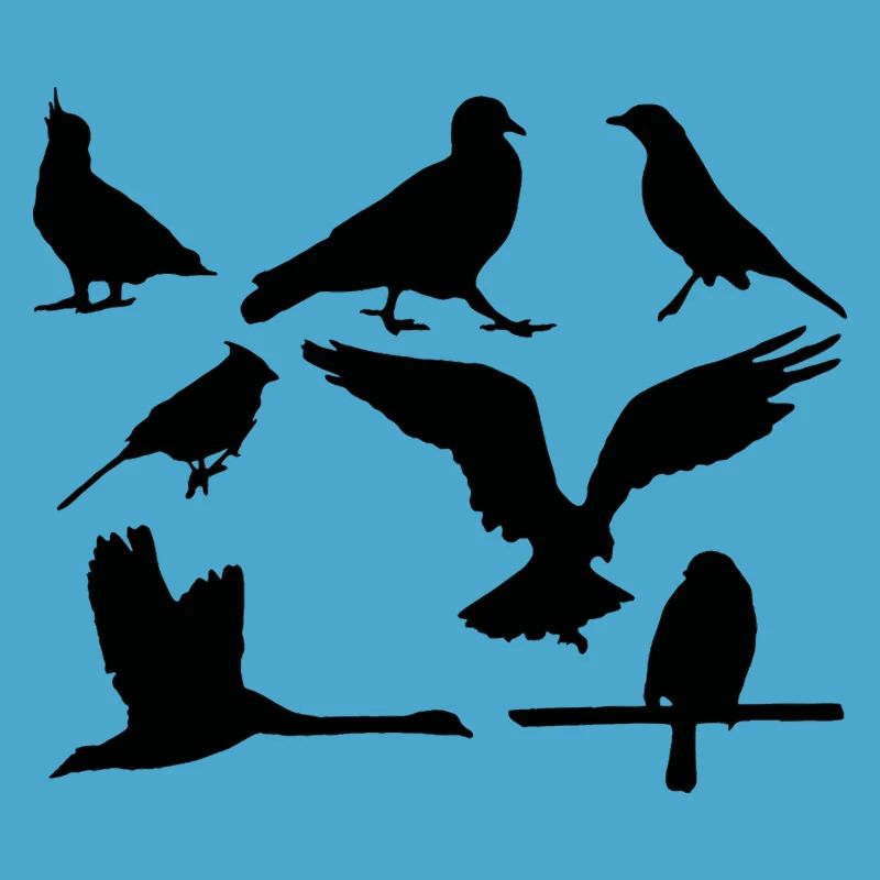 oiseaux