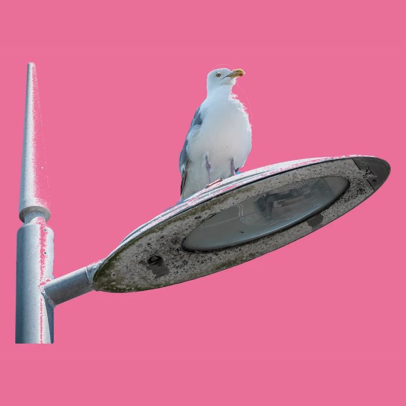 Seagull On A Lamp Post