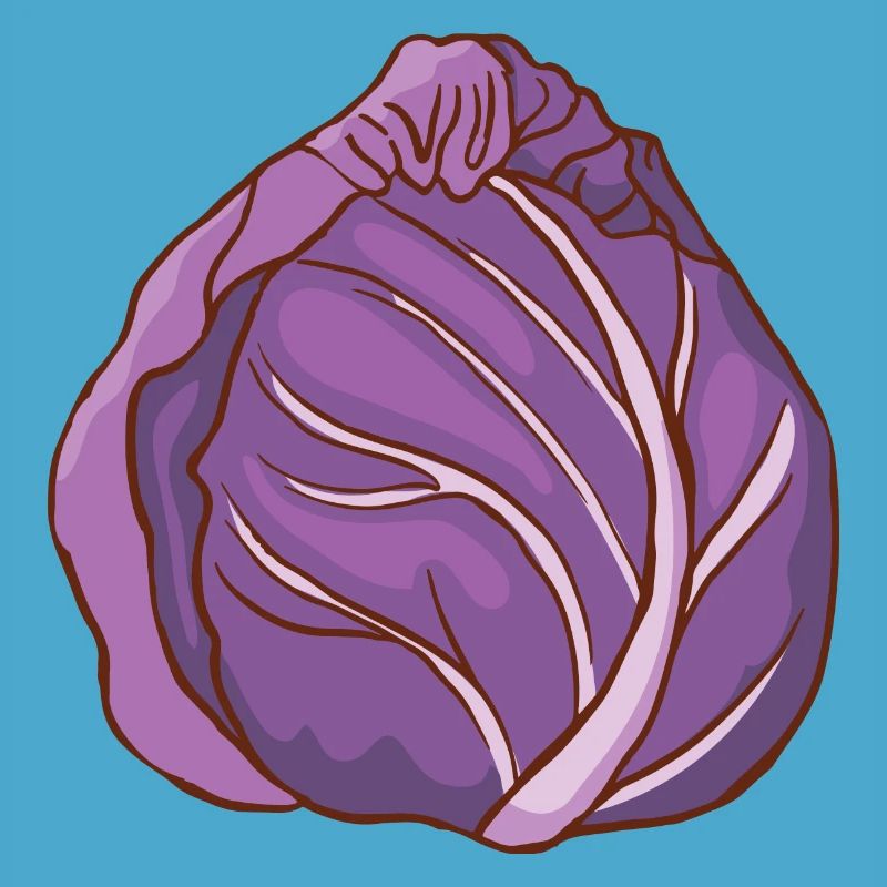 Red cabbage head Blue cabbage red cabbage Blue cabbage