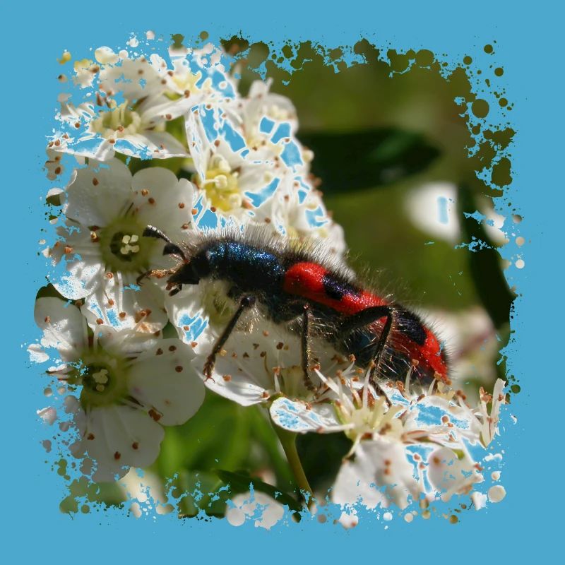 The bee beetle or beewolf is a predatory insect