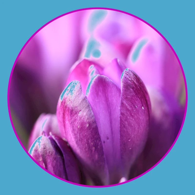 Crocus Crocus Fleurs violettes Crocus Bourgeon de crocus