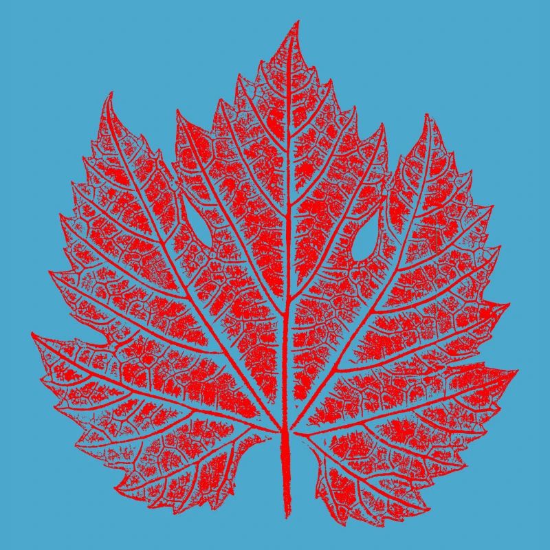 Grape Leaf / Red / Wine Leaf