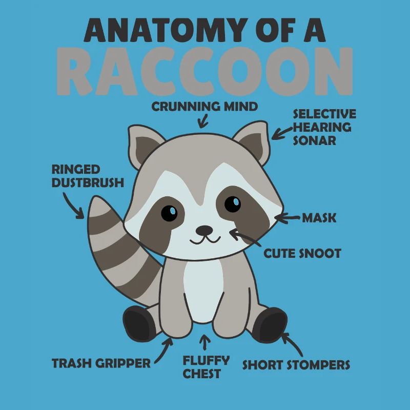 explication du raton laveur doux Anatomie d’un raton laveur