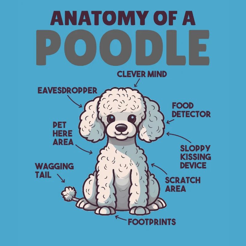 Explication du chien Anatomie d’un caniche
