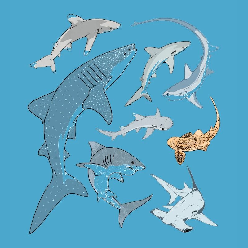 Types de requins Espèces de requins