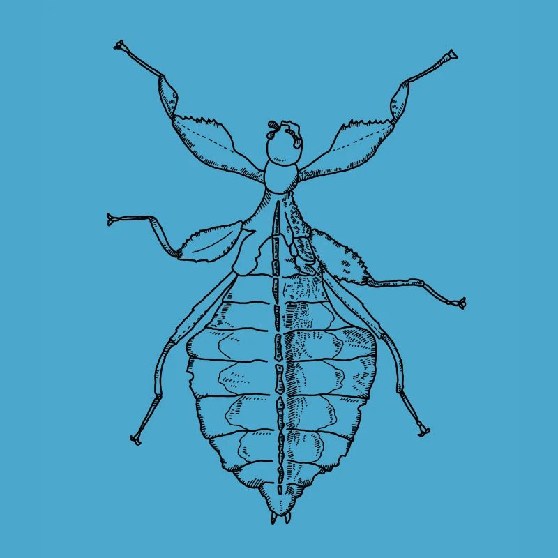Walking Leaf - Phylliidae - Ghost Scarecrow