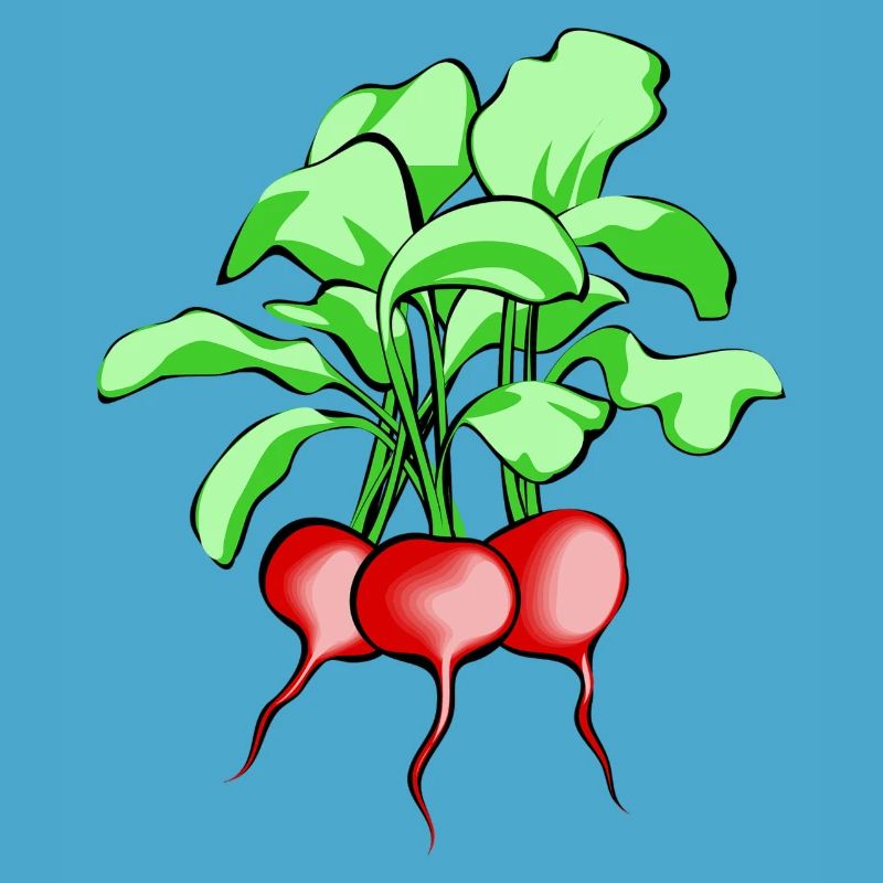 Radieschen. Geschenkidee