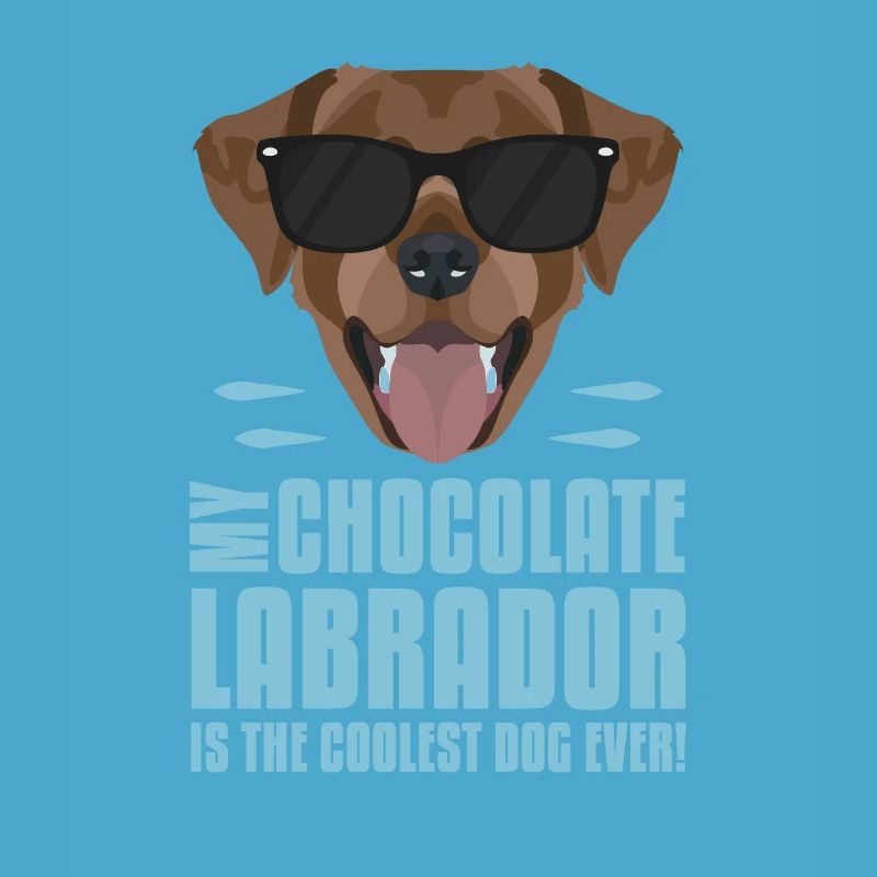 Mon chocolat labrador, le lab est le plus cool