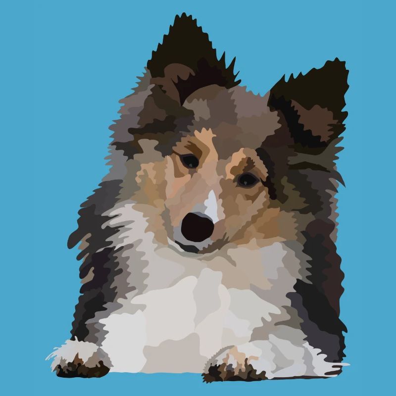 Dani, der Sheltie