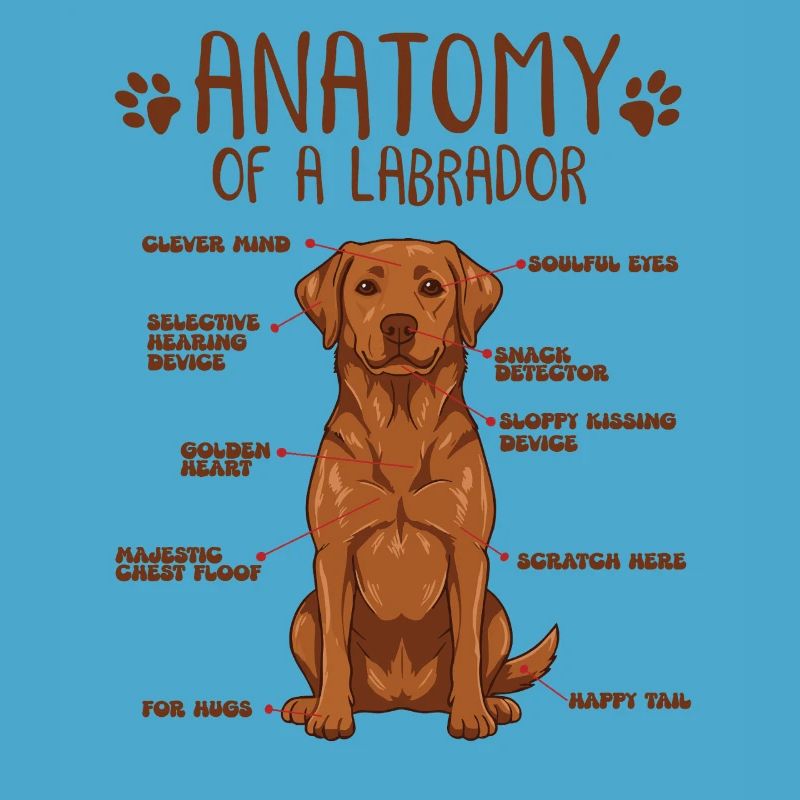 Anatomie eines Fox Red Labradors
