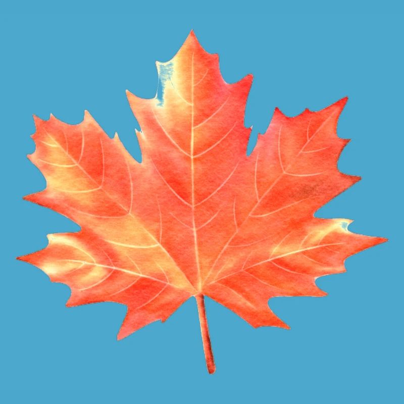 Maple Leaf Couleurs colorées Maple Tree Forest Warm