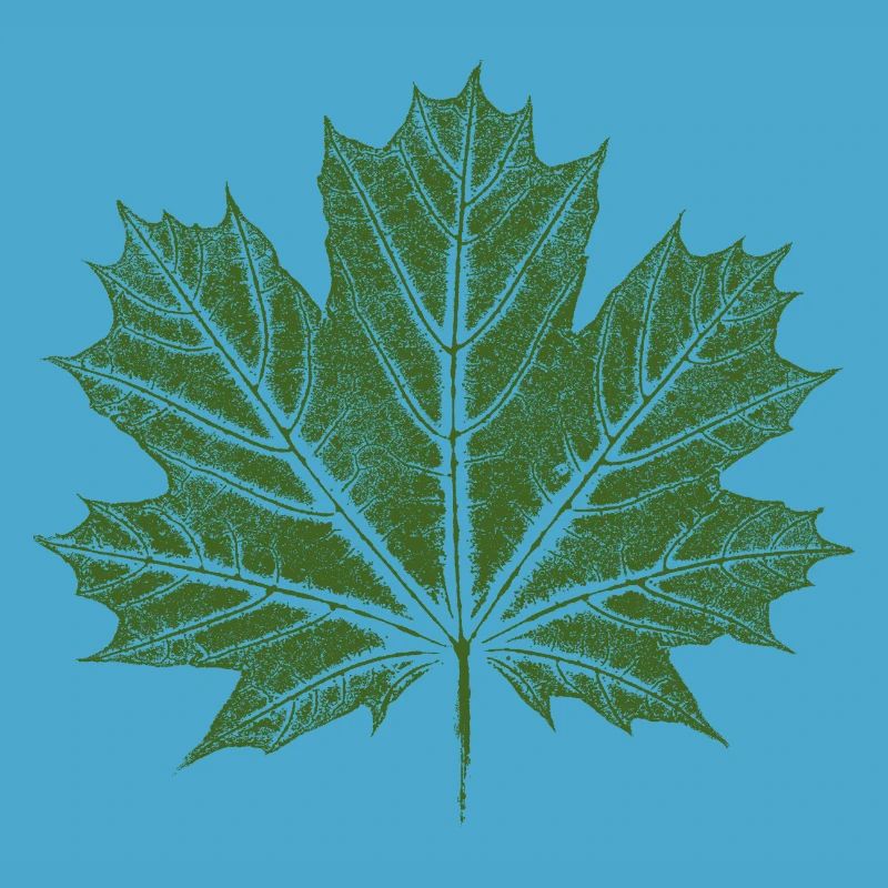 Maple Leaf / Leaf - BOTANICAL Maple
