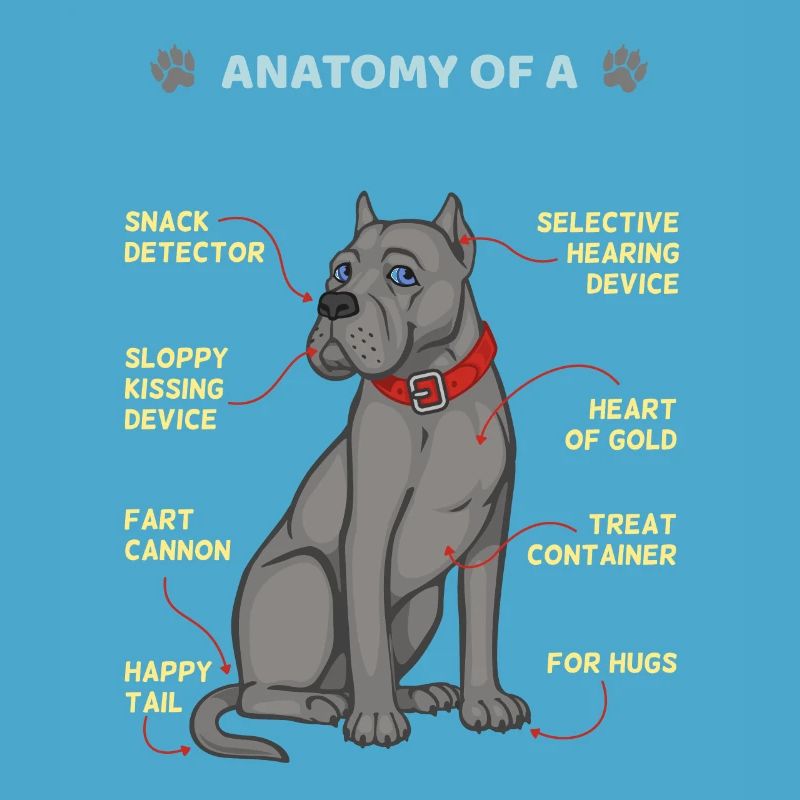 Anatomie d’un Cane Corso