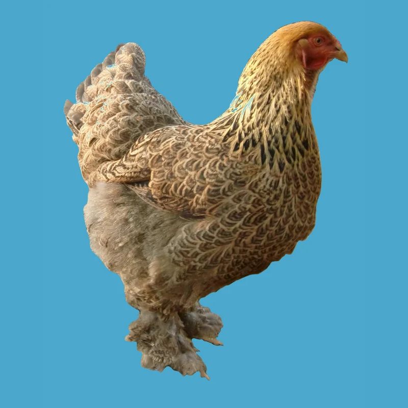 Poulet