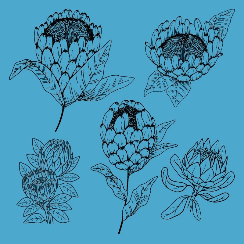 Protea-Blütengruppe
