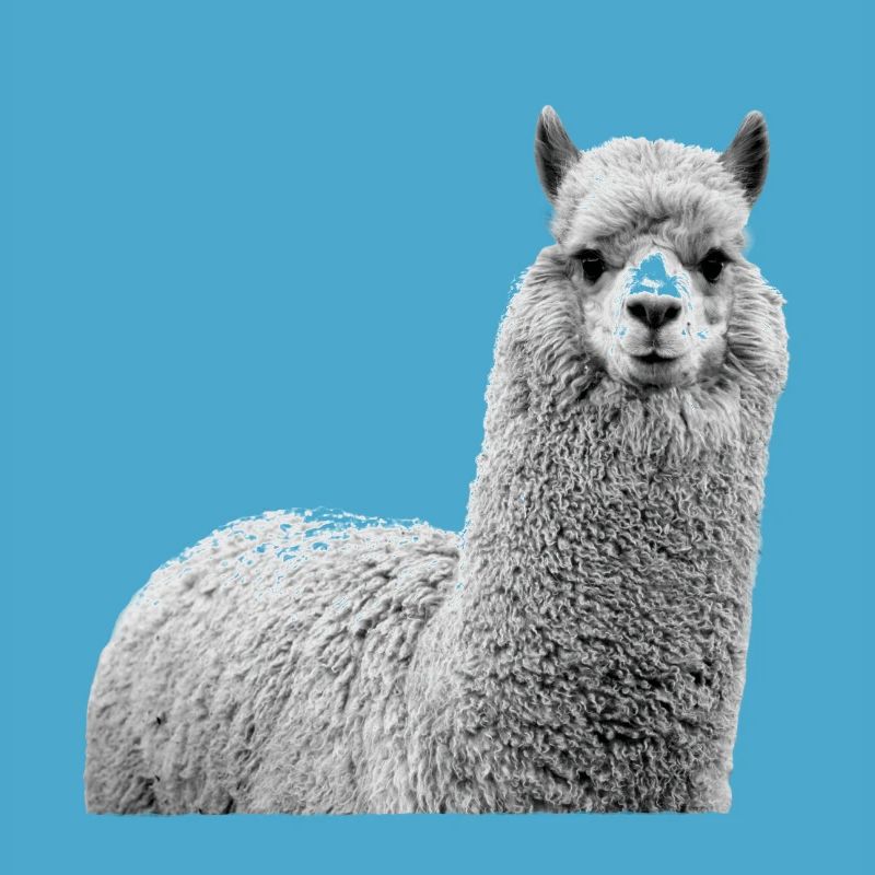 alpaca