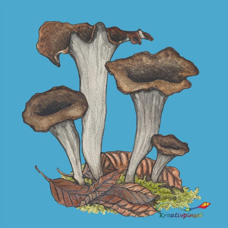 Herbst- oder Totentrompete, ein Pilz