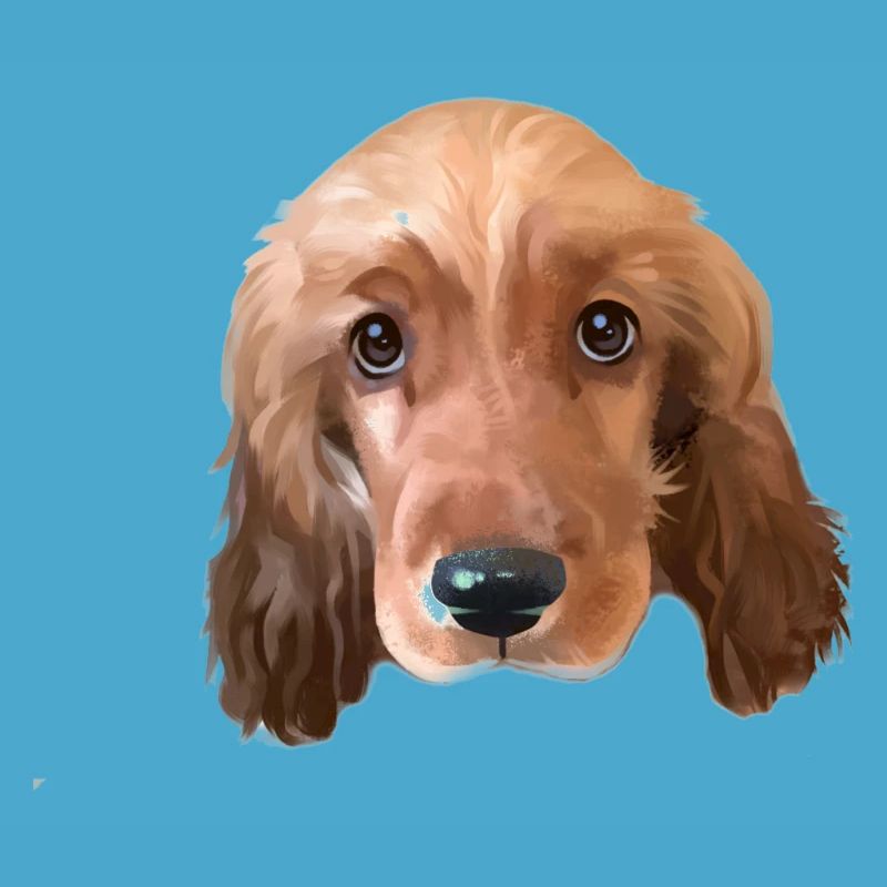 Cocker Spaniel dog