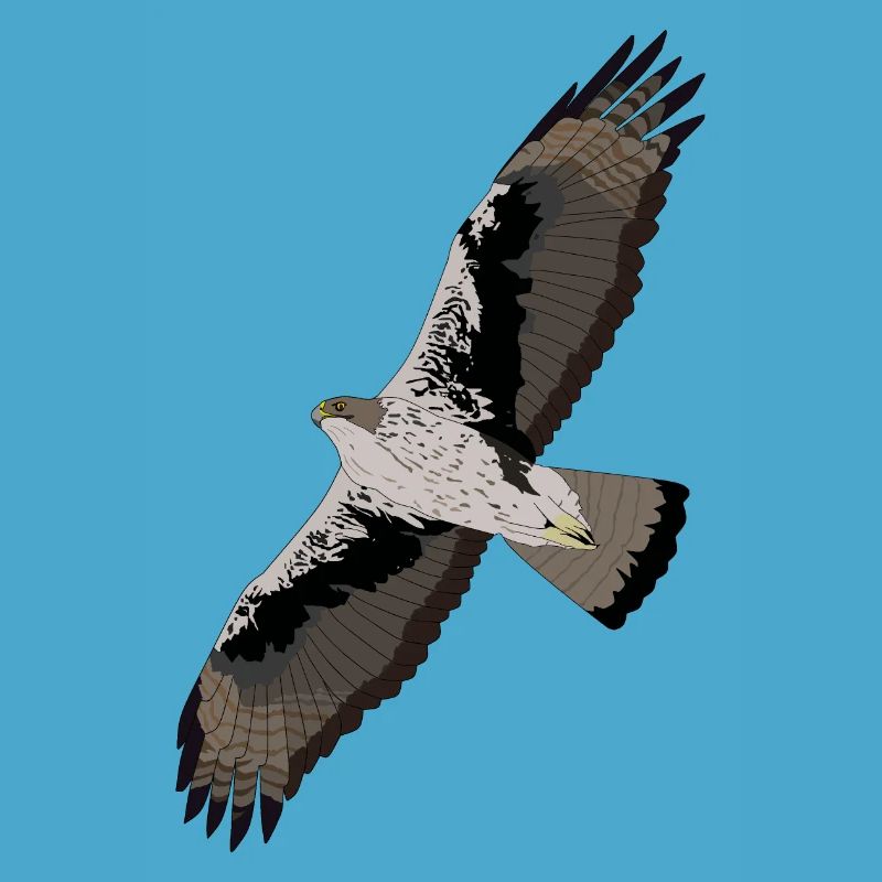 Aigle de Bonelli