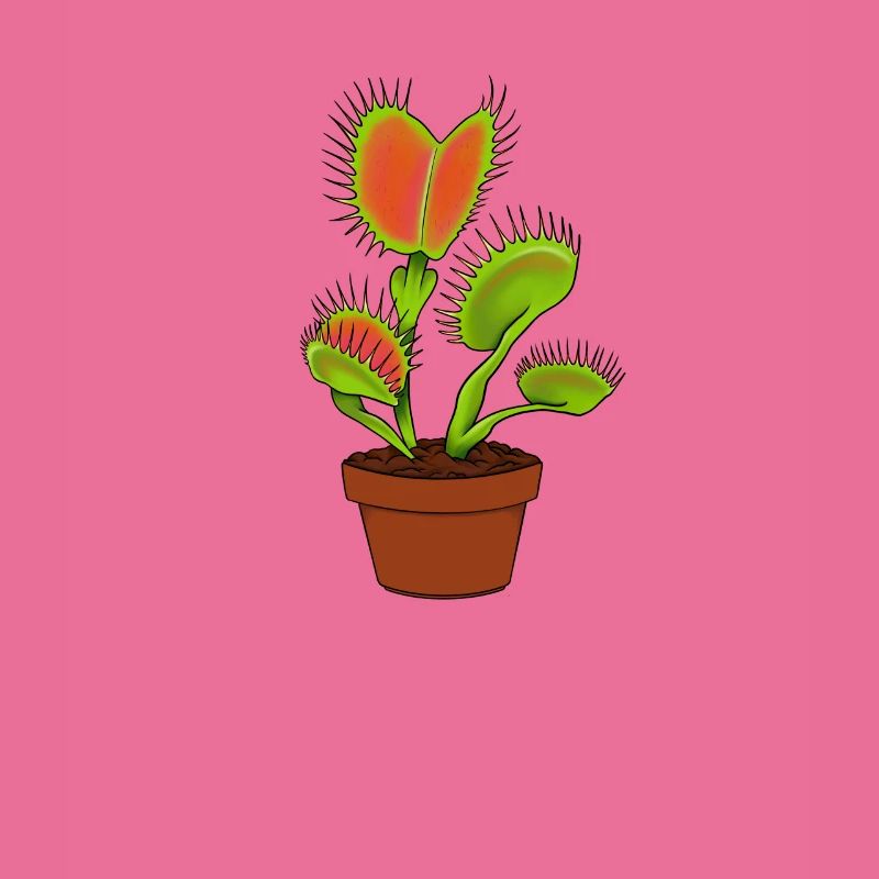 Venus flytrap plante carnivore cadeau