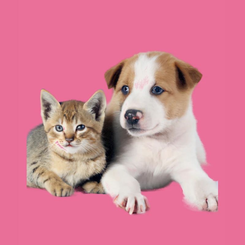 Chiot et chaton mignons