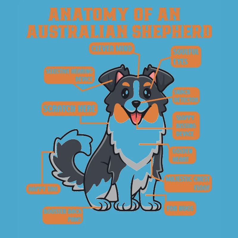 Australischer Schäferhund Aussie Dad Aussie Mom