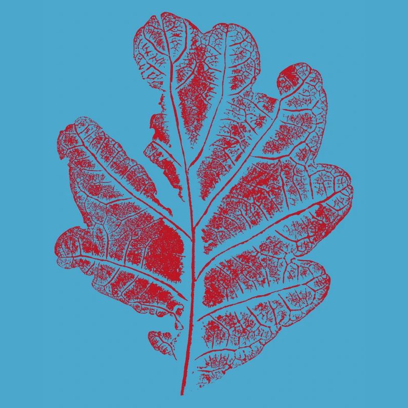 Blatt Eiche - Mit Rissen / Eichenblatt Botanisch