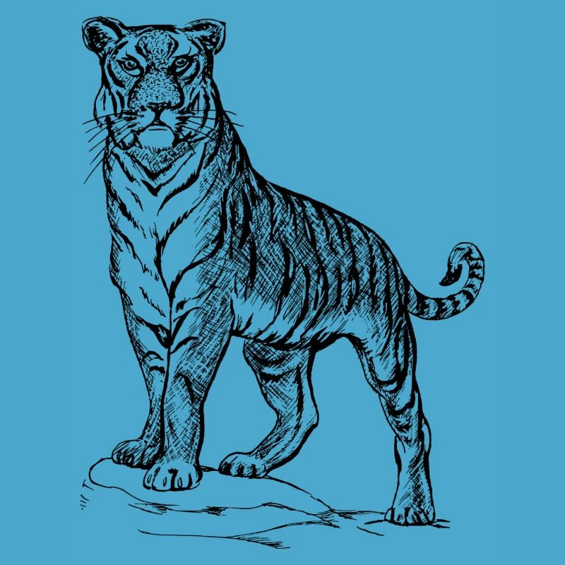 Tiger black and withe