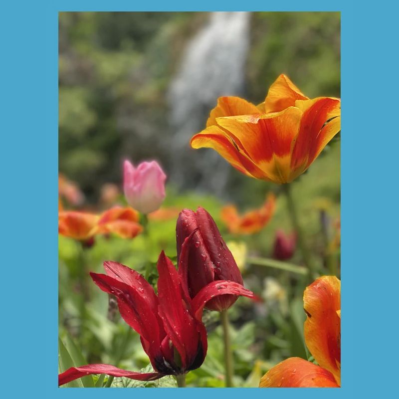 Tulpen bunt