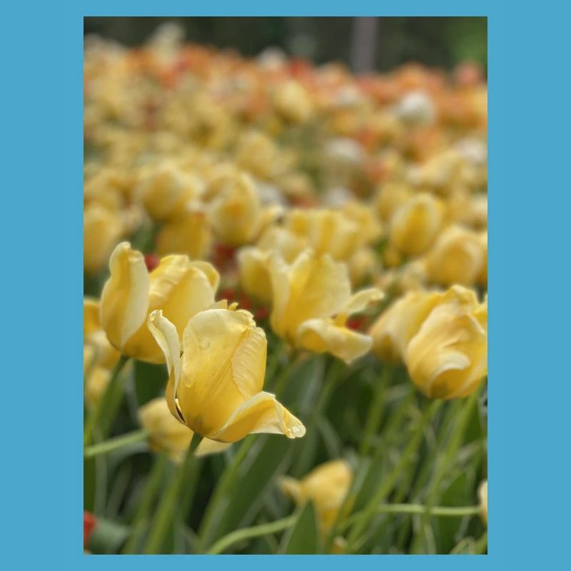 Tulpenmeer gelb