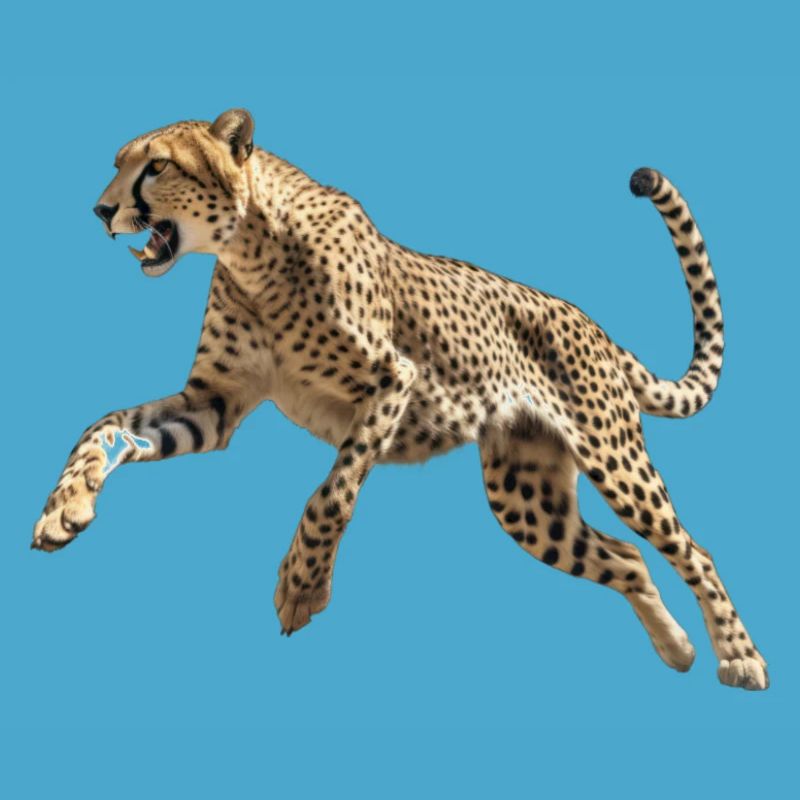 Guépard