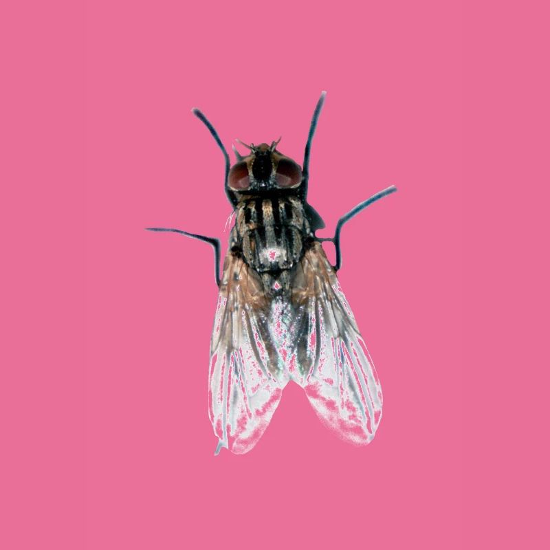 fly