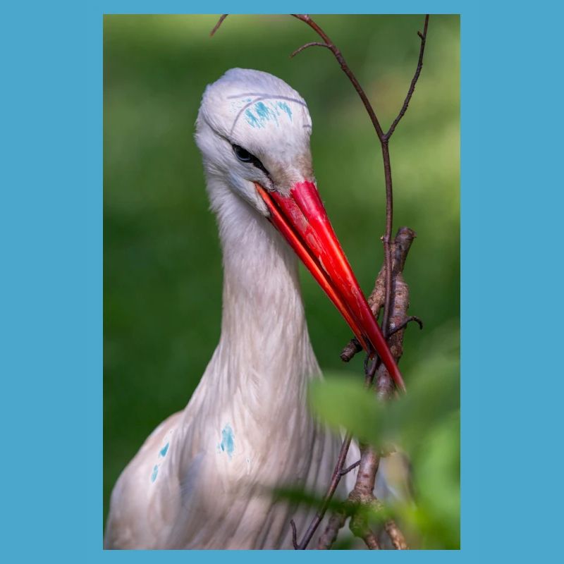 Weißstorch oder Klapperstorch