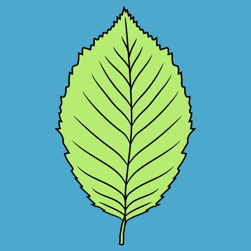 beech leaf tree plant shape clip art design forest