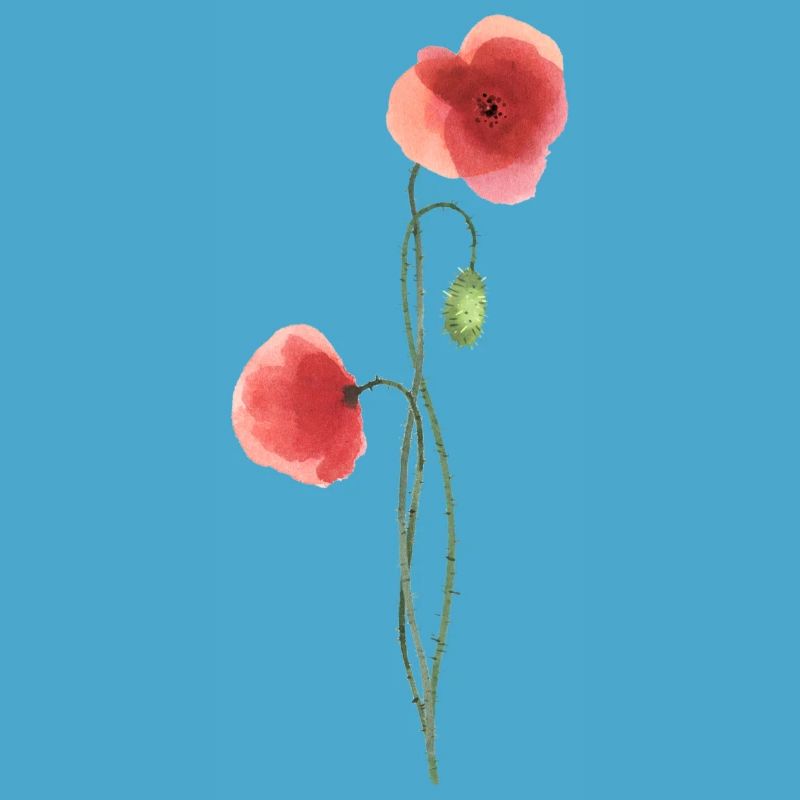 Fleur : coquelicot rouge