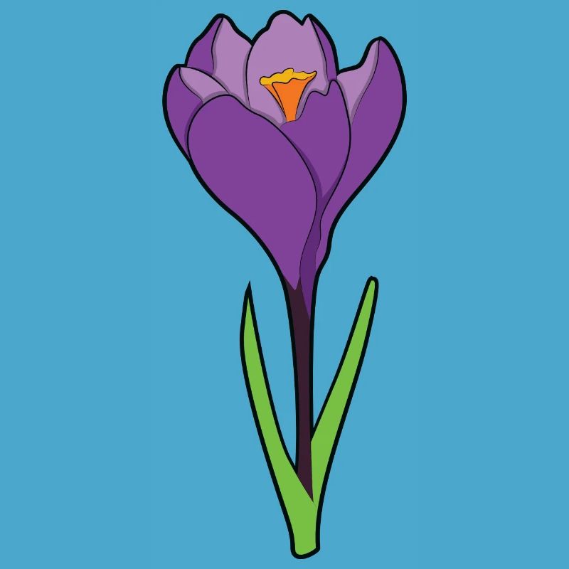 Crocus crocus