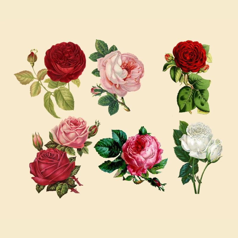 Rosen gemalt