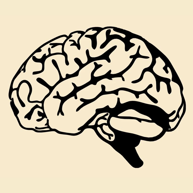 brain