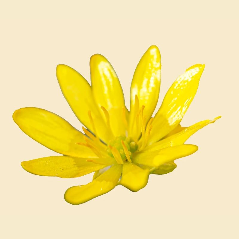 Blume, A730948