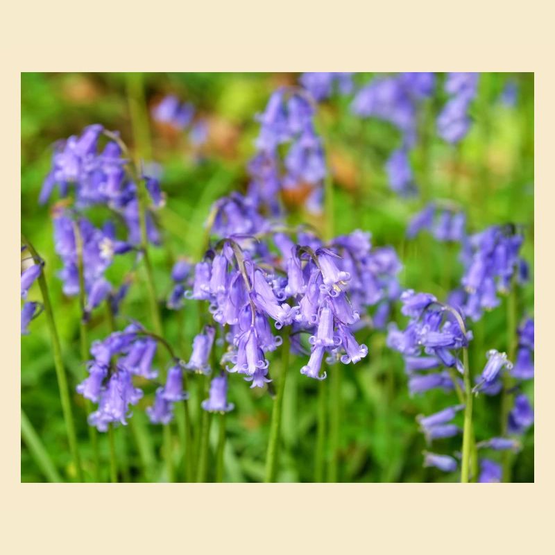 Bluebell - Violet Spring Bloom