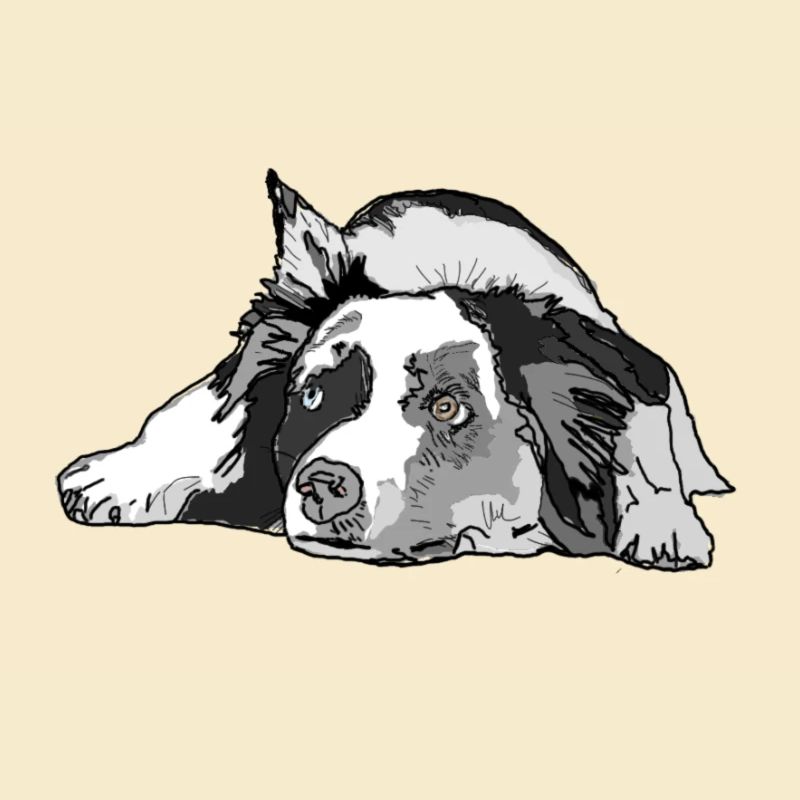 Australian Shepherd