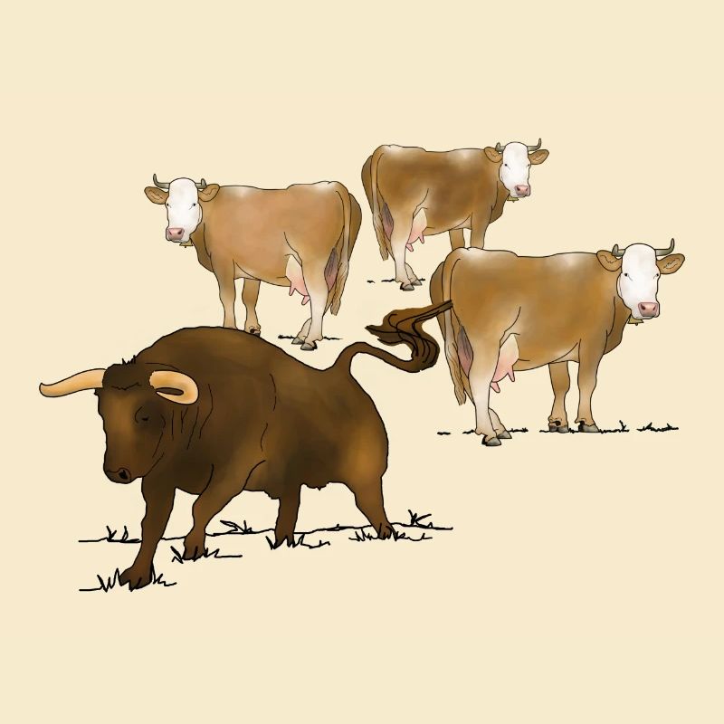 Stier, Kühe