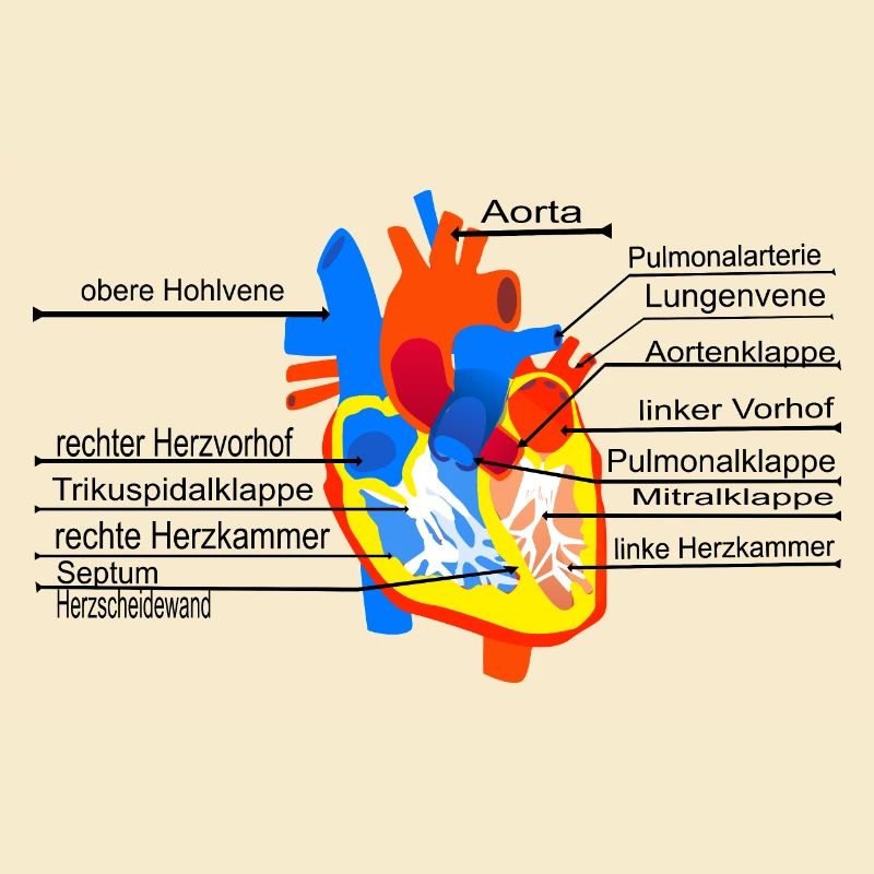 Anatomical Heart, Cor,