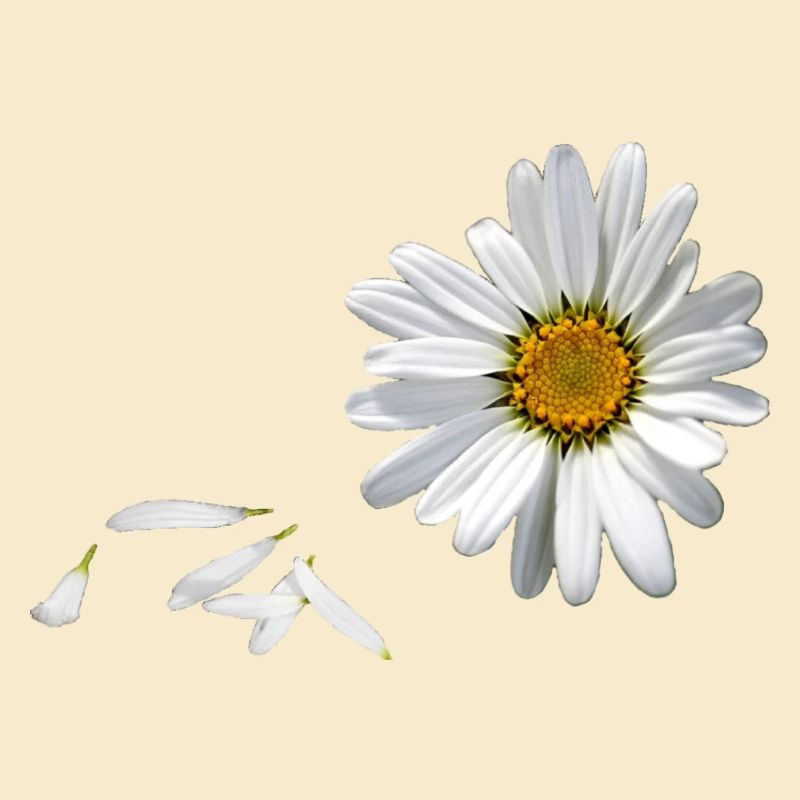 Gänseblümchen