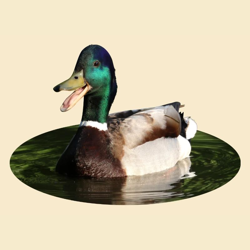 Canard colvert