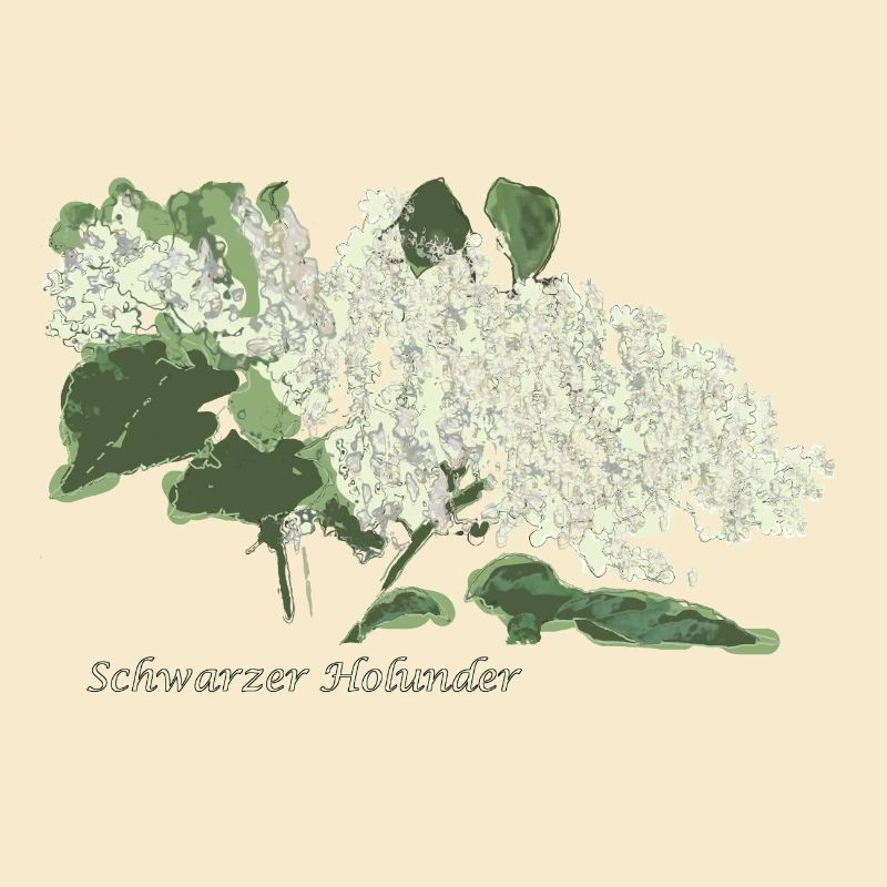Schwarzer Holunder