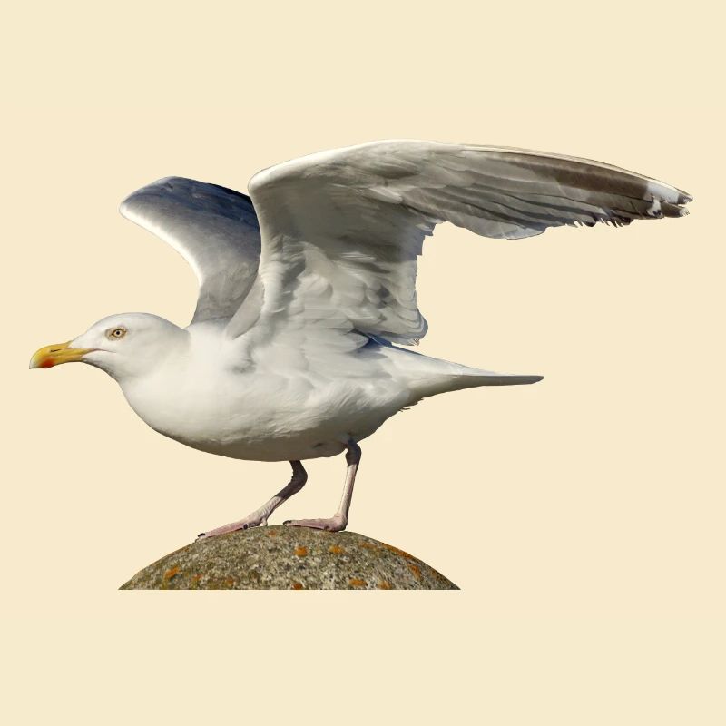 seagull gull moewe2