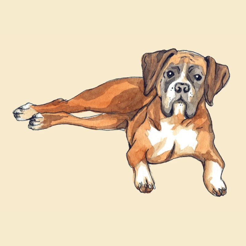Deutscher Boxer