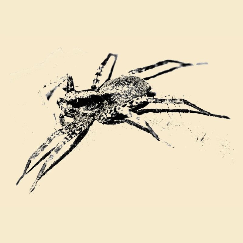 Spinne, A731400