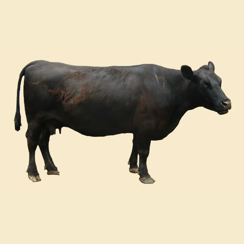 Rind schwarz